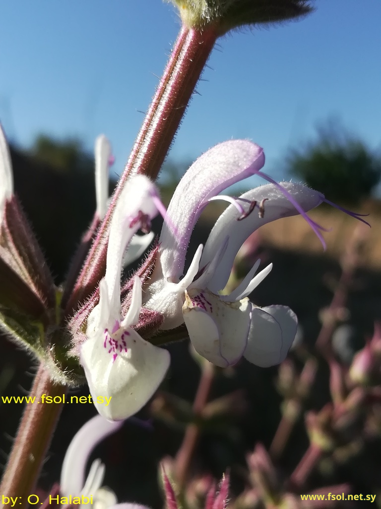 Salvia palaestina Benth.